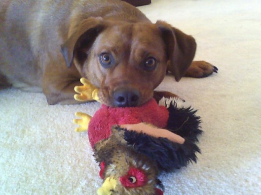 dog playing with toy chicken