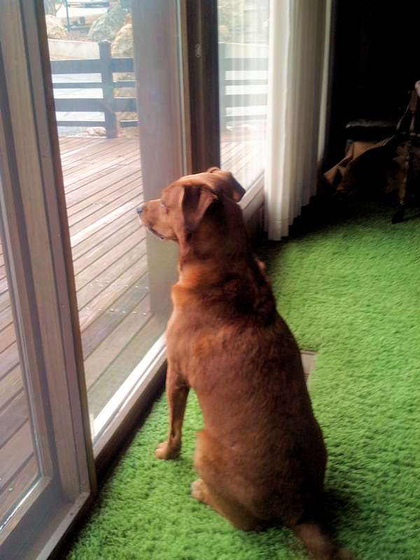 dog at window looking intently