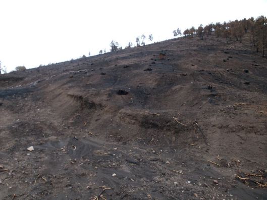 barren wet ground that was burned and then rained on