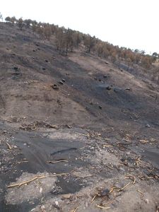 barren wet ground that has been burned and rained on