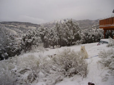photo of white fur dog sitting against snow with mountains