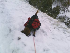 snow_nose dog in snow with backpacks face in snow sniffing