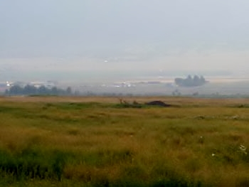 field overlooking farming valley in morning fog