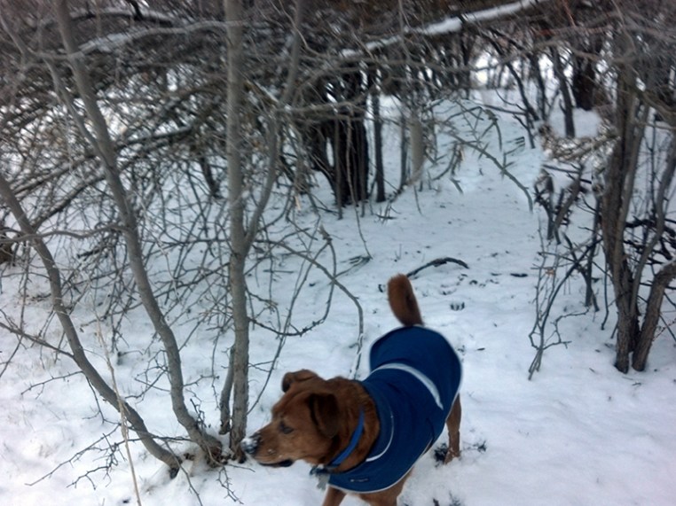 dog coming out from under twigs