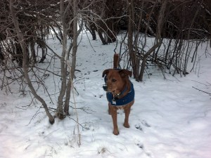 dog coming out from under twigs on a trail
