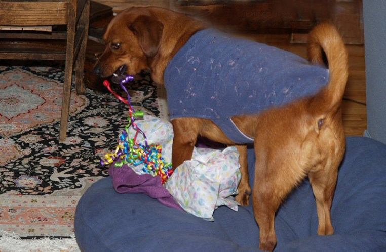 dog pulling on the curly ribbon attached to a wrapped present