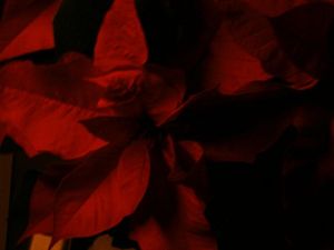 poinsettia