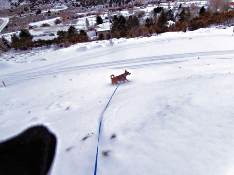 dog walking in the snow below the photographer