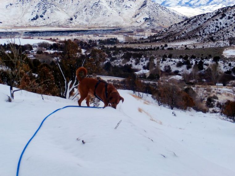 dog on top of rise sniffing the snow.