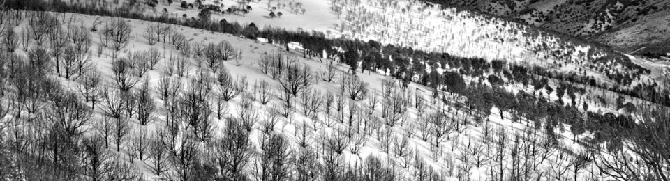 senic view down a mountainside that have been burned and have no leaves