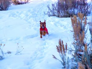 Dog running in snow, ears extended upwards due to running