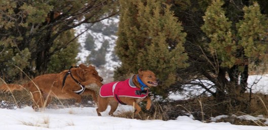 two red dogs playing chase in the snow