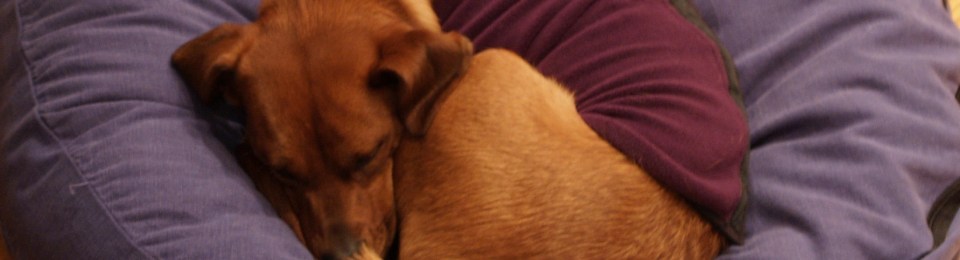 red dog asleep in a round blue dog bed