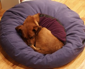 red dog asleep in a round blue dog bed