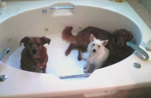 alice luna sophie tub