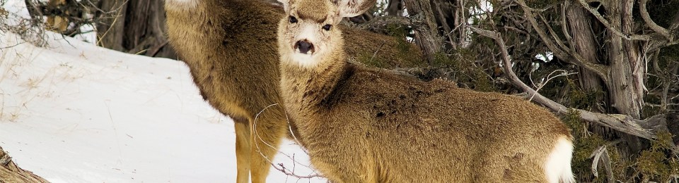 close up of two young mule deer side by side in trees in snow looking atthe camera