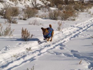 dog running all four feet off the ground ears raised mouth open