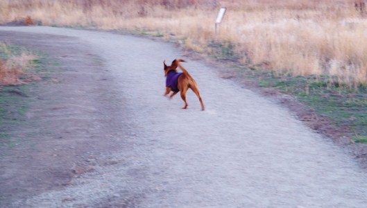 red dog in purple jacket running down gray gravel trail tail high in air