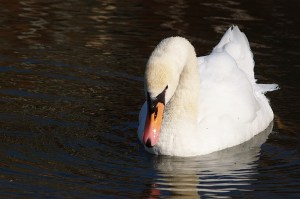 white swan on dark water
