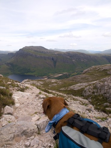 Dog on rocky trail peering down the hill toward a tarm with mountains in background