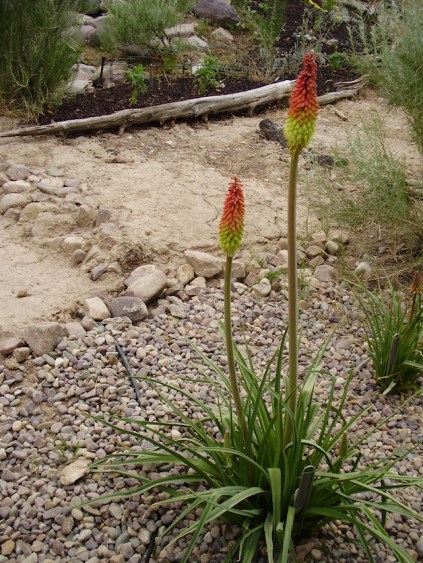 red hot poker plant in bloom