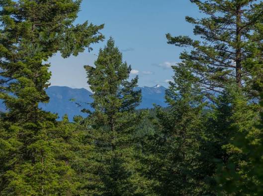View of mountains through forest