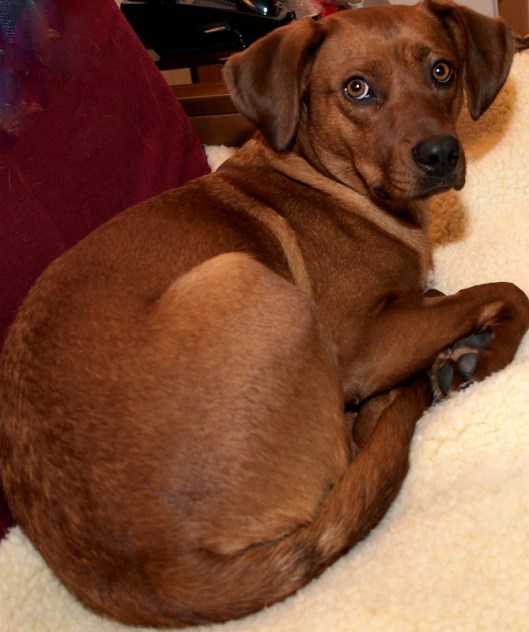 dog on sleeping pad looking over her shoulder with a pathetic and demainding stare