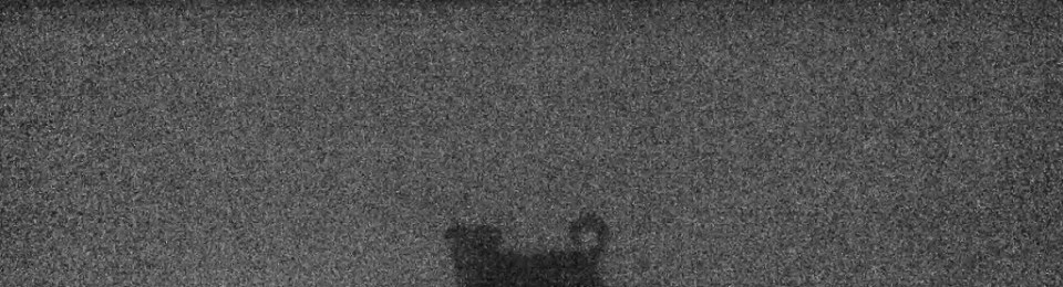 charcoal effect photograph of a dog standing on snow with woods behind.