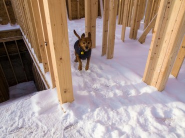 dog running through what will be a hall in snow covered house construction site