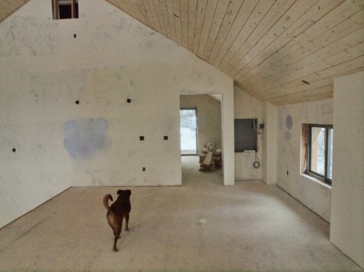 dog walking across floor toward door to next room in house under construction