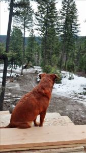 dog sitting on wood gazing into the forest