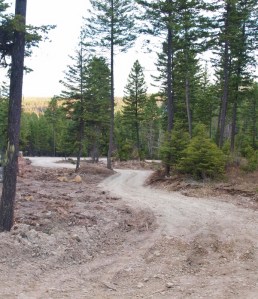 looking down a winding dirt driveway with evergreen trees and rough spring ground on one side