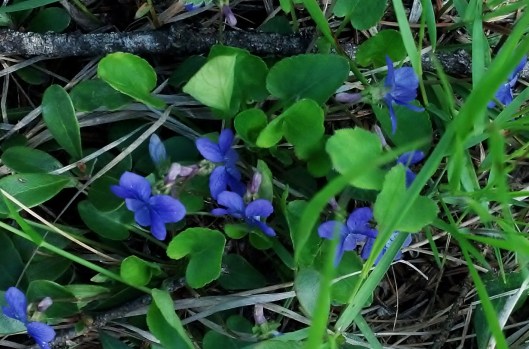 closeup of purple violets in green grass with a light mat of dead grass
