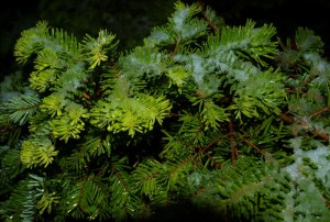 evergreen tree branch close up showing wet snow