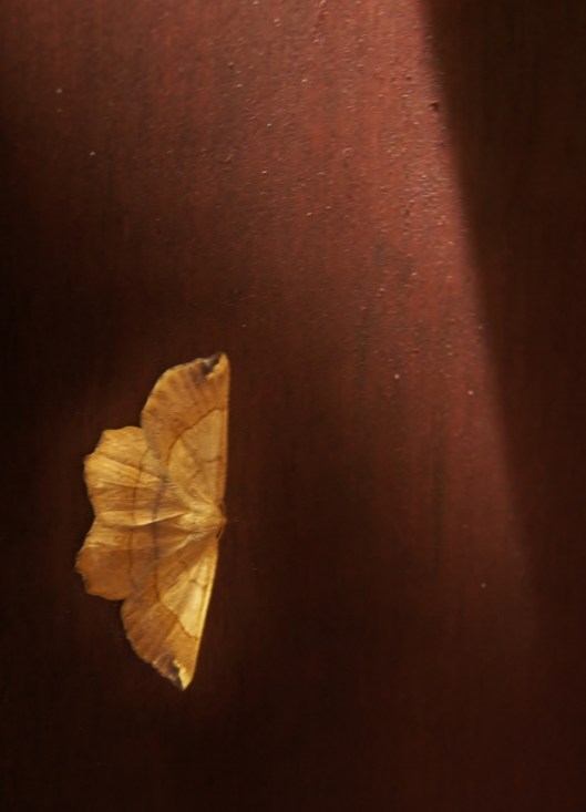 yellow moth on the surface of a piece of wood furniture