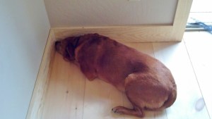 dog lying on floor with nose in corner