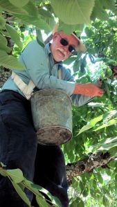 man on ladder amid leaves and branches of a cherry tree, man has bucket around his chest and is picking cherries