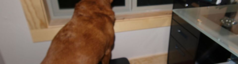 dog standing with front feet on small stool looking out the window with file cabinet and desk on the right