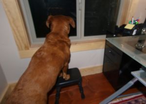 dog standing with front feet on small stool looking out the window with file cabinet and desk on the right